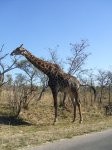 Kruger NP